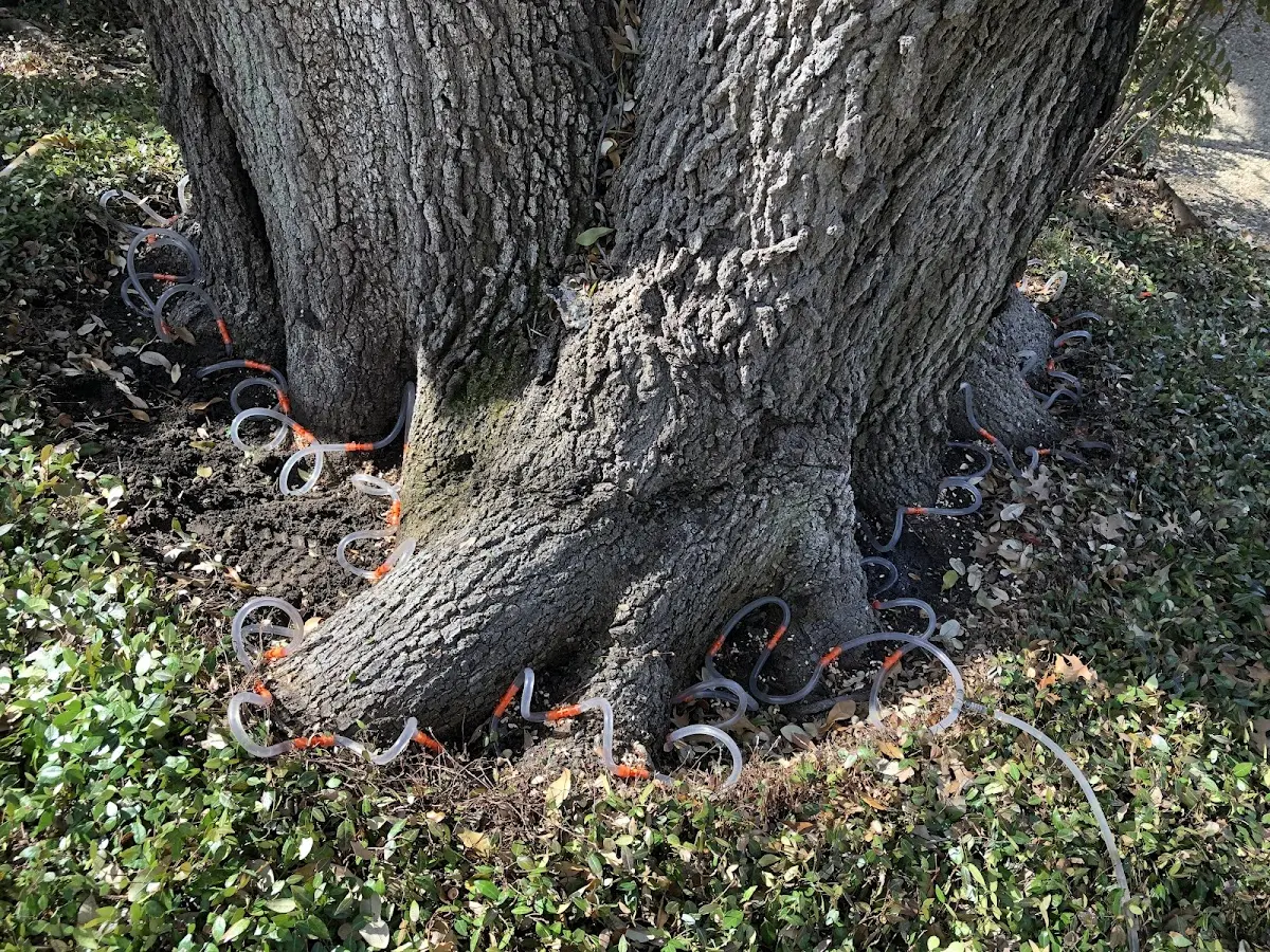 Detailed Tree Cabling and Bracing job site in Tappan